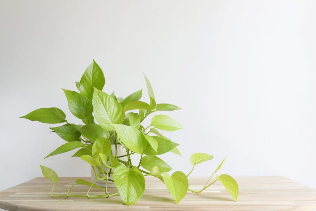 Les plantes d’intérieur pour une maison zen