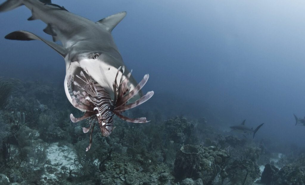 Pourquoi l&rsquo;homme Poisson prend-il ses distances ? Comprendre son comportement pour mieux le gérer