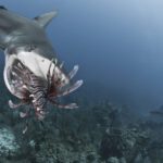 Pourquoi l’homme Poisson prend-il ses distances ? Comprendre son comportement pour mieux le gérer