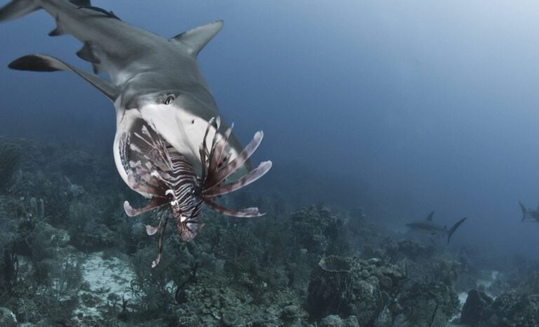 Pourquoi l’homme Poisson prend-il ses distances ? Comprendre son comportement pour mieux le gérer