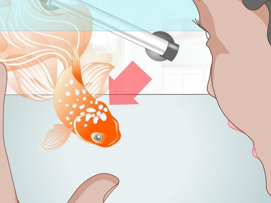 Comment s&rsquo;occuper d&rsquo;un bébé poisson : guide pour débutants