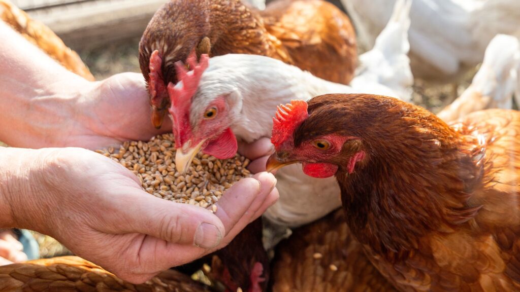 Que faut-il donner à ses poules pondeuses comme alimentation ?