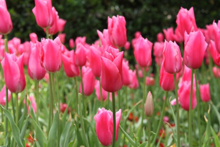 tulipes fuchsia