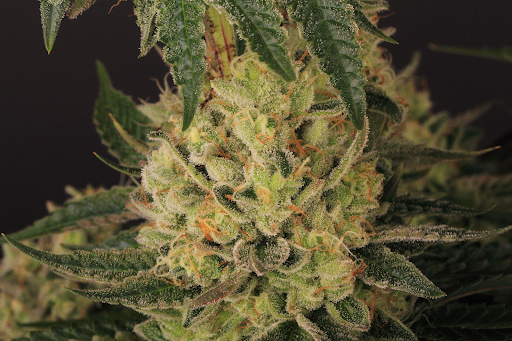 fleur de cannabis