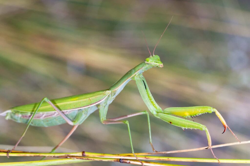 Insectes : signification spirituelle