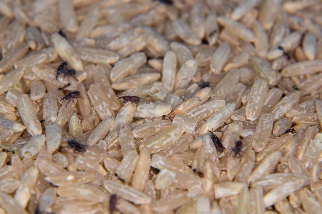 Vue détaillée de charançons infestant un tas de riz, montrant les dégâts sur les grains
