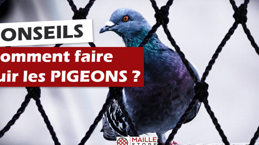 Quelle couleur fait fuir les pigeons et pourquoi ?