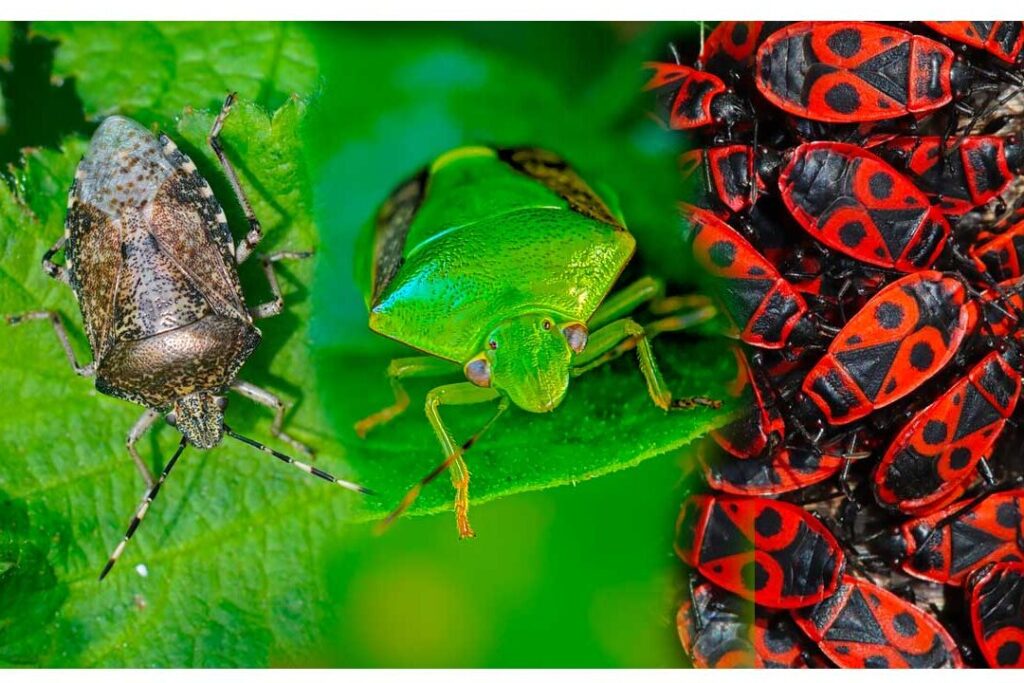 Quelle est la différence entre une punaise verte et une marron ?