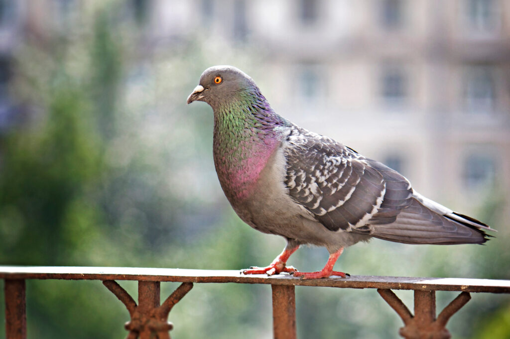 Quelle est l&rsquo;odeur que les pigeons détestent ?