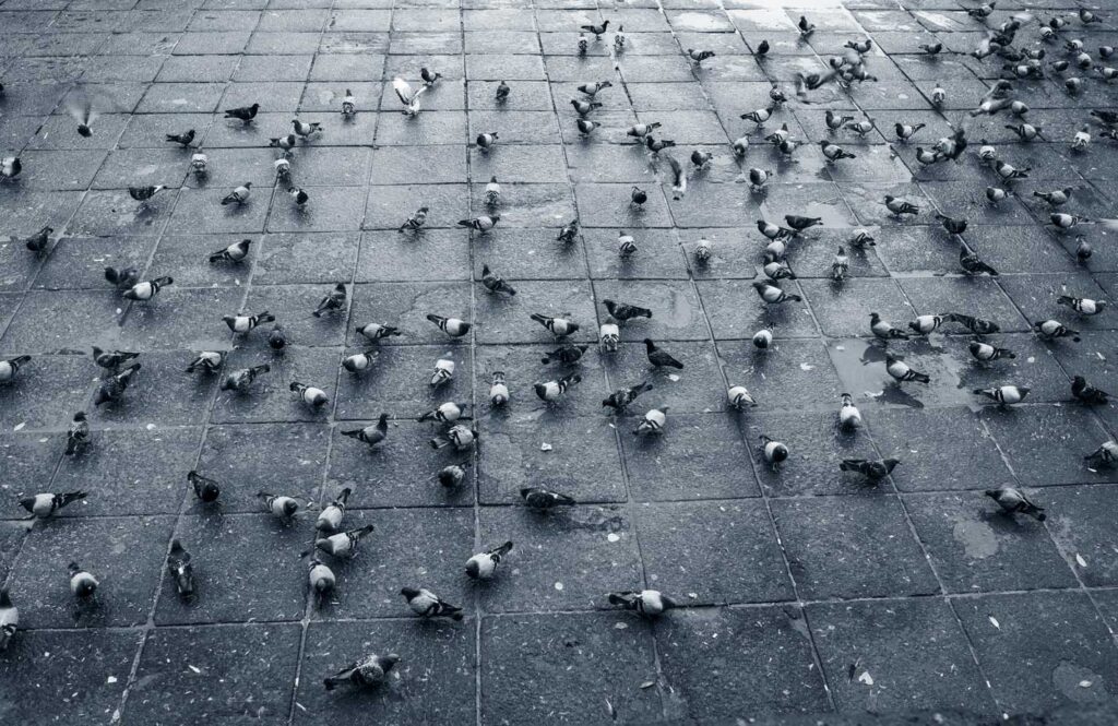 Un spray au vinaigre blanc comme recette de grand-mère pour éloigner efficacement les pigeons