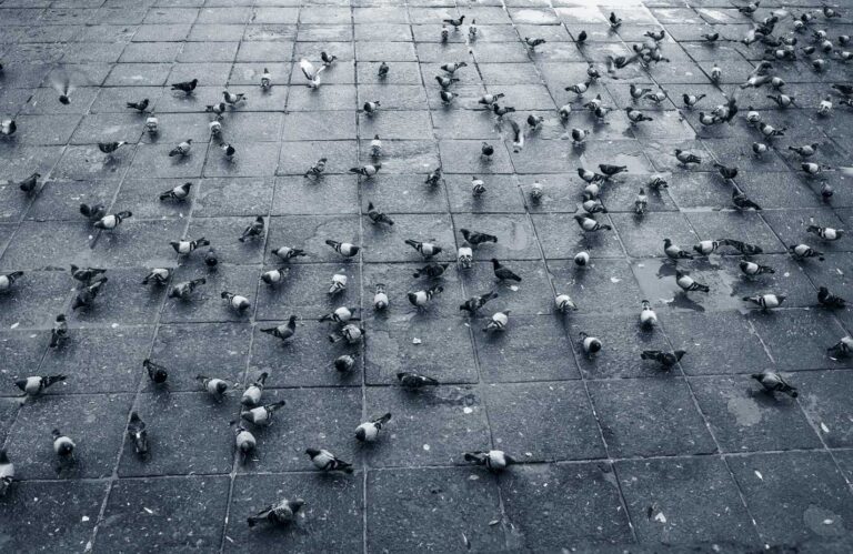 Un spray au vinaigre blanc comme recette de grand-mère pour éloigner efficacement les pigeons