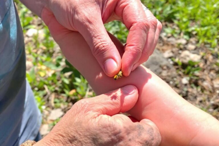 Piqûre d’abeille : quel remède naturel pour soulager vite ?