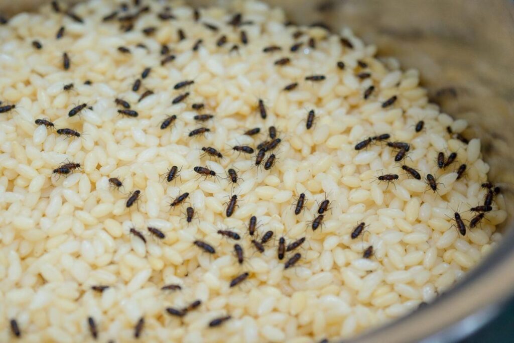 Quels sont les dangers des insectes dans le riz ?