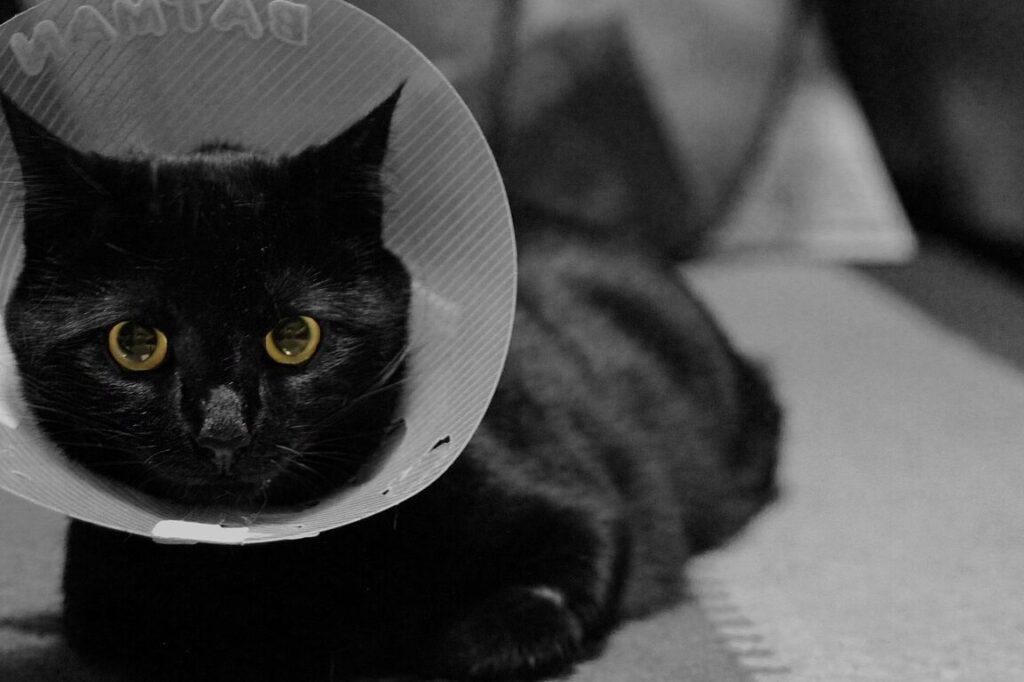 Quelle gamelle choisir pour un chat qui porte une collerette ?