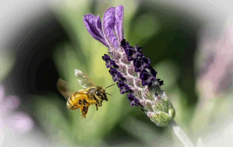 lavande et abeille
