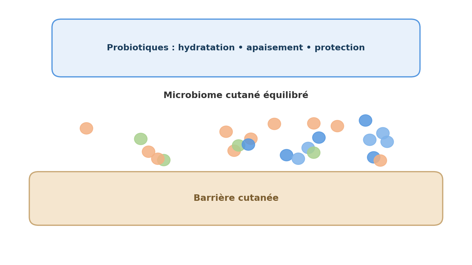 Schéma du microbiome cutané et des bienfaits des probiotiques sur la peau